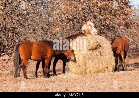Cinq chevaux mangeant hors de foin d'une grande balle ronde en hiver Banque D'Images