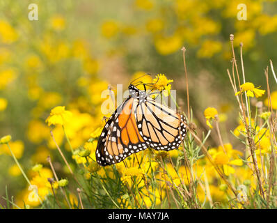 Papillon monarque femelle se nourrissant sur une fleur jaune Sneezeweed pour obtenir de l'énergie pour sa migration en automne Banque D'Images