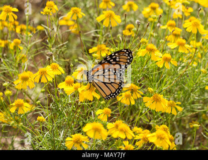 La migration des monarques se nourrissant de fleurs dans un champ d'un jaune vif Sneezeweed Banque D'Images