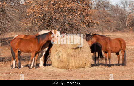Troupeau de chevaux de manger le foin d'une balle ronde en pâture sur un jour d'hiver ensoleillé Banque D'Images