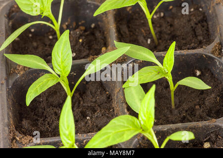 Les jeunes plants de poivrons cultivés à l'intérieur dans des bacs pour planter dans le jardin Banque D'Images