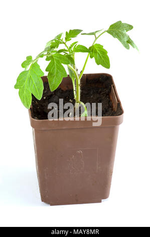 Les jeunes plants de tomates cultivés à l'intérieur dans des pots pour plantation en jardin Banque D'Images