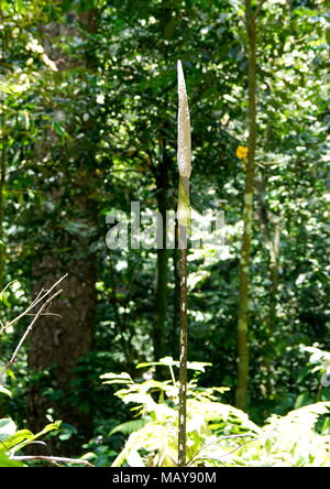 Vestiges d'une tige d'amorphopallus dans une jungle tropicale après tous ses pétales ont diminué. Banque D'Images