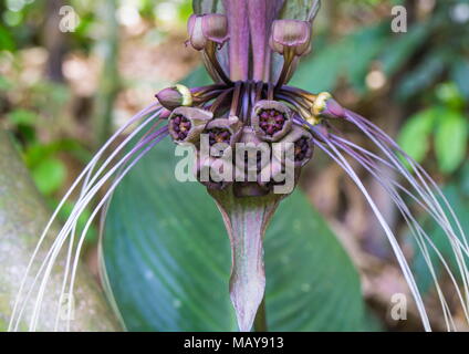 Gros plan du nénuphar blanc, Tacca integrifolia, qui pousse dans une jungle tropicale. Banque D'Images