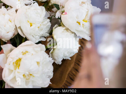 Mono magnifique bouquet de pivoines blanches luxuriants dans woman's hands, gros plan Banque D'Images