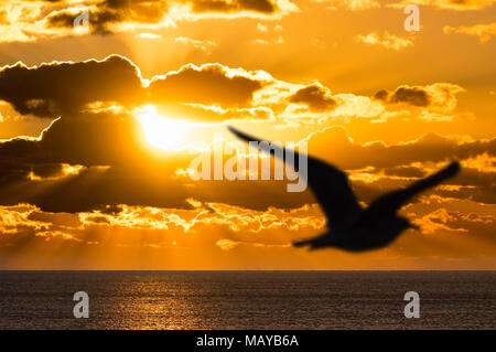 Silhouette d'une mouette voler au-dessus de la mer, comme un coucher de soleil spectaculaire prend place sur l'océan, avec des rayons de soleils bien visibles. Banque D'Images