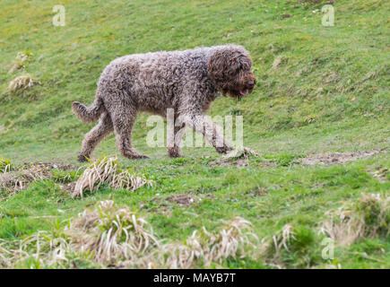 Vue latérale d'un chien d'eau Espagnol marche (Perro de Agua Español) dans la campagne au Royaume-Uni. Banque D'Images