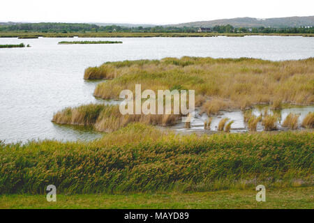 Flexion Reed dans le vent sur un lac dans une zone marécageuse Banque D'Images