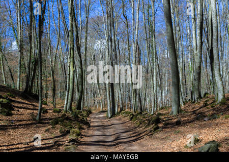 Vue de La Fageda den Jorda, une forêt de hêtres, dans le Parc Naturel de la Zone Volcanique de la Garrotxa, à Olot, Espagne Banque D'Images