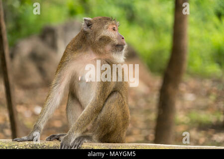 Langschwanzmakak Krabbenesser Javaneraffe, oder (Macaca fascicularis), Hpa-an, Myanmar, Asien | manger du crabe, macaques à longue queue aussi macaque (Macac Banque D'Images