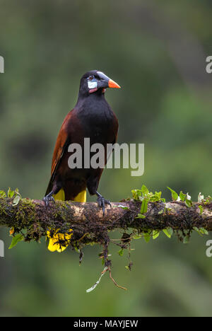 Montezuma Psarocolius Montezuma Oropendola -, beau brun oiseau d'Amérique centrale, Costa Rica. Banque D'Images