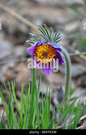 Close up early bloomer purple pulsatilla capitule (windflower, Mayflower, pasqueflower) in Green grass, low angle view Banque D'Images