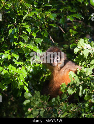 Singe araignée à main noire (Ateles geoffroyi) dans la canopée d'une forêt tropicale au Costa Rica. Banque D'Images