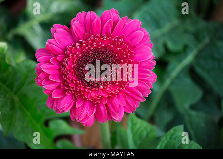 Close up of pink gerbera jamesonii fleur, jardin de l'Impératrice, Pune Banque D'Images