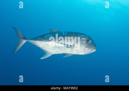 Poisson géant, Raja Ampat, Indonésie Banque D'Images