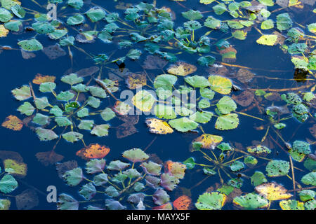 Caltrop d'eau (Trapa natans), Usine flottante, Burgenland, Autriche Banque D'Images