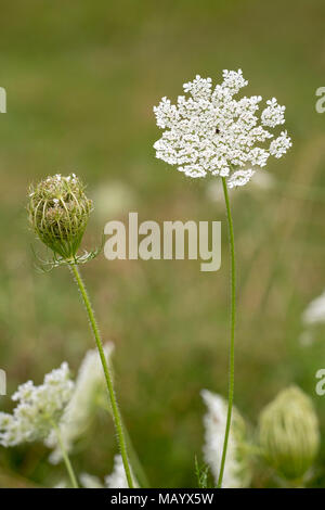La carotte sauvage (Daucus carota carota), oranger, Burgenland, Autriche Banque D'Images