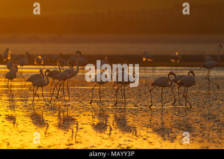 Plus de flamants roses (Phoenicopterus roseus), au coucher du soleil, Laguna de Fuente de Piedra, la province de Malaga, Andalousie, Espagne Banque D'Images