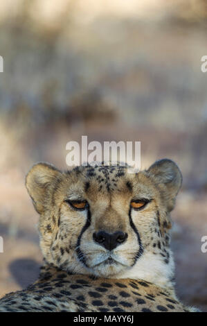 Le Guépard (Acinonyx jubatus), mâle au repos, des animaux en captivité, la Namibie, portrait Banque D'Images