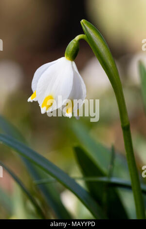 Printemps Leucojum vernum (flocon), oranger, Rhénanie du Nord-Westphalie, Allemagne Banque D'Images