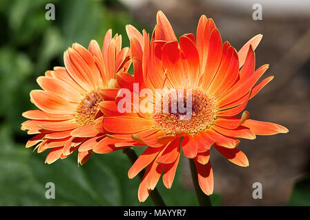 Deux Gerberas Orange dans un jardin Banque D'Images