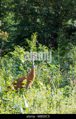 La grue Antigone (canadensis) marcher dans les herbes hautes et basses bush au fleuve Mackenzie, Territoires du Nord-Ouest ( T.N.-O.) Canada. Banque D'Images