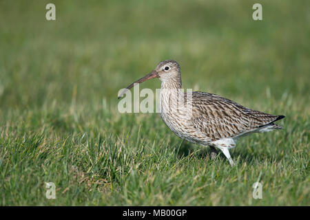 Courlis cendré (Numenius arquata) sur le pré, Texel, Hollande du Nord, Pays-Bas Banque D'Images