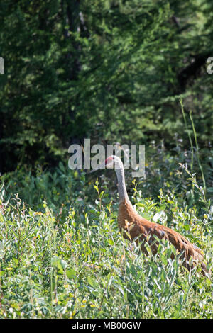 La grue Antigone (canadensis) marcher dans les herbes hautes et basses bush au fleuve Mackenzie, Territoires du Nord-Ouest ( T.N.-O.) Canada. Banque D'Images