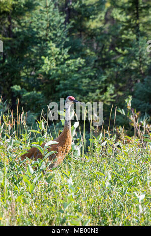 La grue Antigone (canadensis) marcher dans les herbes hautes et basses bush au fleuve Mackenzie, Territoires du Nord-Ouest ( T.N.-O.) Canada. Banque D'Images