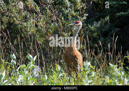 La grue Antigone (canadensis) marcher dans les herbes hautes et basses bush au fleuve Mackenzie, Territoires du Nord-Ouest ( T.N.-O.) Canada. Banque D'Images