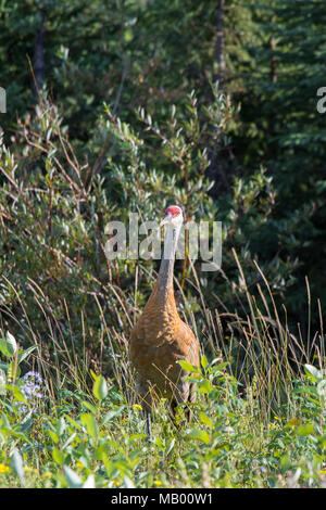 La grue Antigone (canadensis) marcher dans les herbes hautes et basses bush au fleuve Mackenzie, Territoires du Nord-Ouest ( T.N.-O.) Canada. Banque D'Images