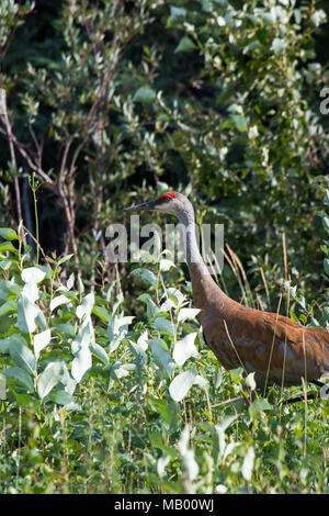 La grue Antigone (canadensis) marcher dans les herbes hautes et basses bush au fleuve Mackenzie, Territoires du Nord-Ouest ( T.N.-O.) Canada. Banque D'Images