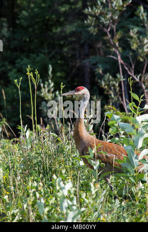 La grue Antigone (canadensis) marcher dans les herbes hautes et basses bush au fleuve Mackenzie, Territoires du Nord-Ouest ( T.N.-O.) Canada. Banque D'Images