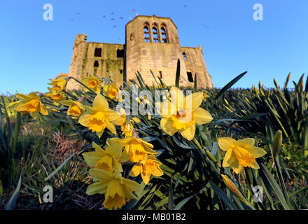 Les jonquilles en fleurs à l'extérieur de l'établissement Warkworth Castle dans le Northumberland après un mois de mars humide a fait place à un climat chaud début avril comme privé prévoient des températures à deux chiffres à travers le Royaume-Uni en direction de la fin de semaine. Banque D'Images