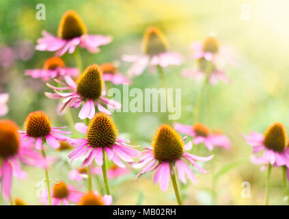 Coneflowers rose dans la lumière du soleil avec focus sélectif et copiez l'espace. Bon Soleil et de magnifiques fleurs roses. Banque D'Images