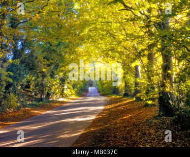 Une vue ensoleillée le long d'un chemin de campagne tranquille dans les Cotswolds. Banque D'Images