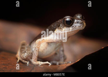Leptolalax grenouille litière mince gracilis Banque D'Images