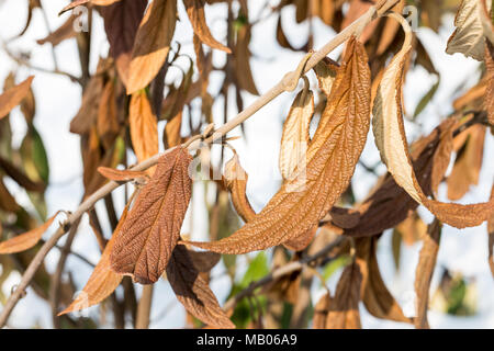 Wiltered brown feuilles sur branche d'arbre. D'engelures plante morte. Endommagés par le gel précoce du feuillage. Banque D'Images