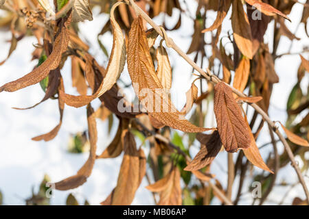 Wiltered brown feuilles sur branche d'arbre. D'engelures plante morte. Endommagés par le gel précoce du feuillage. Banque D'Images