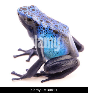 Dendrobates azureus, poison dart frog à partir de ou vers la forêt amazonienne tropicale au Suriname. Bleu vif un animal isolé sur un fond blanc. Banque D'Images