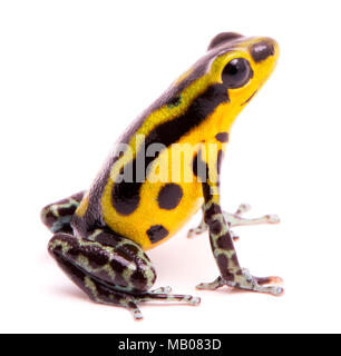 Poison arrow frog, un amphibain avec jaune vibrant de la forêt ombrophile tropicale.animal venimeux, Oophaga pumilio isolé sur un fond blanc. Banque D'Images