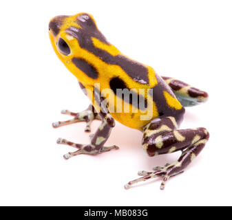 Poison arrow frog, un amphibain avec jaune vibrant de la forêt ombrophile tropicale.animal venimeux, Oophaga pumilio isolé sur un fond blanc. Banque D'Images