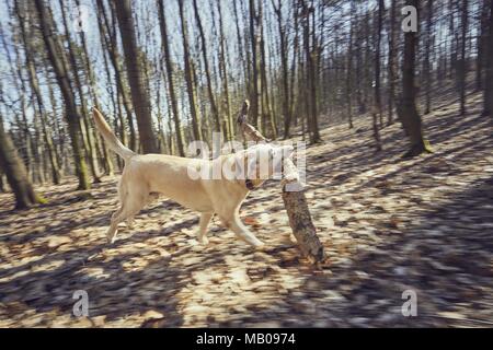 Chien qui court à travers la forêt. Heureux labrador retriever in motion portant bâton dans la bouche. Banque D'Images