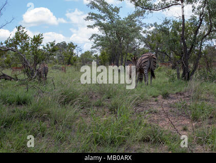 La faune du Parc National de Kruger safari. Banque D'Images