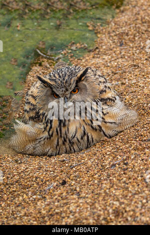 Femelle a sauvé grand-d'Amérique, Bubo bubo, leurs œufs à un sanctuaire dans le Cambridgeshire, Angleterre, Europe Banque D'Images