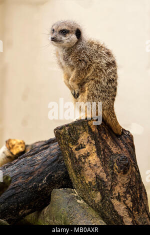 Les suricates accoutumés à un centre de secours dans le Cambridgeshire, Angleterre, utilisés pour l'enseignement de l'Europe Banque D'Images