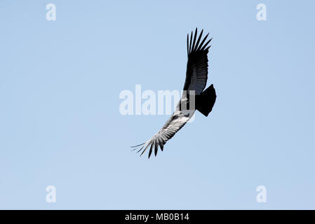 Condors andins à Colca Banque D'Images