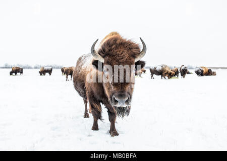 Troupeau de bison d'Amérique, ou le bison des plaines (Bison bison bison) en hiver, Manitoba, Canada. Banque D'Images