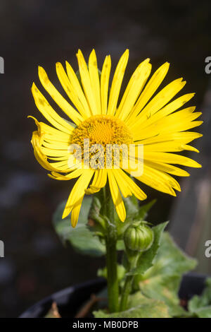 Daisy flower jaune vif de l'ombre, la floraison du printemps, vivace Maranta x 'excelsum Harpur Crewe' Banque D'Images