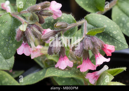 Les fleurs rouges du spooted vivace à feuilles, herbe, Pulmonaria saccharata 'Dora Bielefeld' Banque D'Images